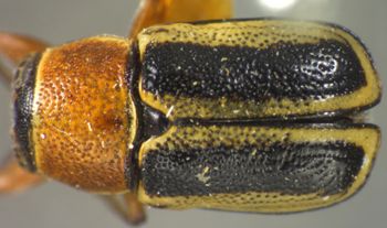 Media type: image;   Entomology 5048 Aspect: habitus dorsal view